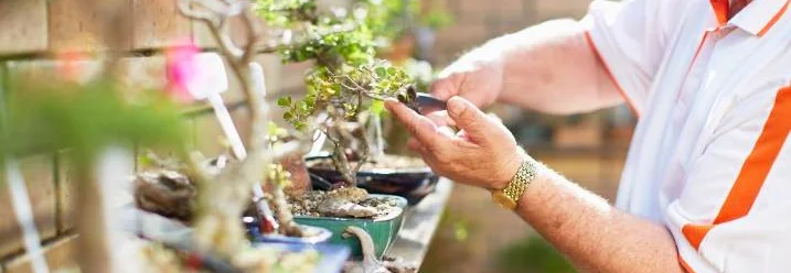 Person schneidet Bonsai mit Schere